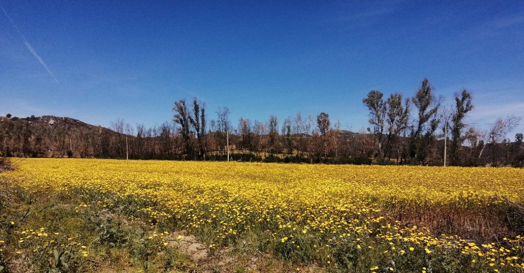 Wildflowers in the Castiadas countryside